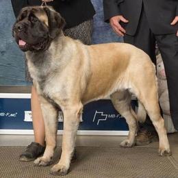 Mastiffs from Looking Glass English Mastiffs