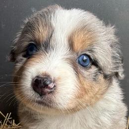 Ember - Blue merle female Australian Shepherd puppy in Stanford, Kentucky from Red Feather Aussies