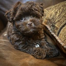 Havanese Puppies from 3 Bs Havanese
