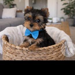 Loyld - Black and gold male Yorkshire Terrier puppy in Salem, Missouri from Tiny Tot Yorkies
