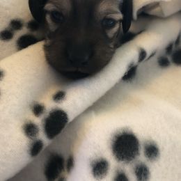 Female 3 - purple collar - Cream female Dachshund puppy in Fostoria, Michigan from Jensen Dobermans and Dachshunds