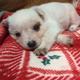Porter - Red speckled female Australian Cattle Dog puppy in Mena, Arkansas from Red Desert Australian Cattle Dogs