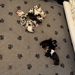 6 - Black tri-color male Australian Shepherd puppy in Dayton, Ohio from Willowlake Australian Shepherds