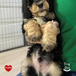 Mr Red - Black white and tan male Springerdoodle puppy in Kendall, New York from Family Raised Doodles