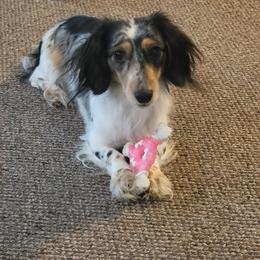 Frankie - Dachshund