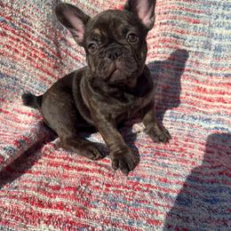 Liberty - Brindle female French Bulldog puppy in Carlisle, Ohio from Gibson Acres