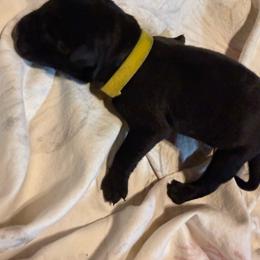 Marie Laveau' - Black brindle female Dutch Shepherd puppy in Saint Amant, Louisiana from Mercy Kennels