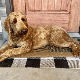 Goldendoodles from Oodles of Teacup Doodles