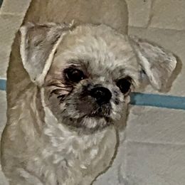 Shih Tzu Puppies from shihtzudynasty Pings Dynasty