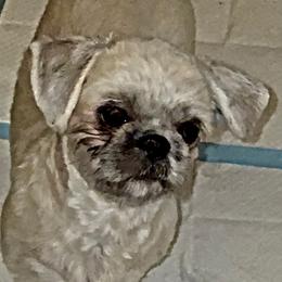 Shih Tzu Puppies from shihtzudynasty Pings Dynasty