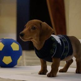 Dachshunds from FloriDachs Miniature Dachshunds