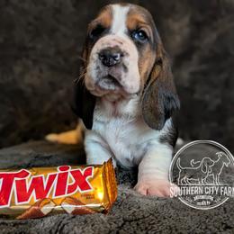 Twix - Black brown and white female Basset Hound puppy in Talbotton, Georgia from Southern City Bassets