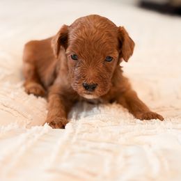 Times Square - Red  male Goldendoodle puppy in Sallisaw, Oklahoma from Huddle Puppies