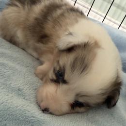 Lark( Fluffy Brindle Merle , Bluie clear) - Brindle merle and white male American Corgi puppy in Scottown, Ohio from Wyndy Ridge Corgis