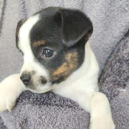 BOBBY - Tri-colored male Parson Russell Terrier puppy in Apple Valley, California from Jumping Jack's Russell Terriers