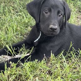 Boy 1 - Labrador Retriever puppy in Huntsville, Texas from Southern Dream Retrievers