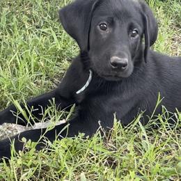 Boy 1 - Labrador Retriever puppy in Huntsville, Texas from Southern Dream Retrievers