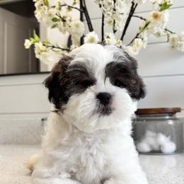 Mal-Shi Puppies from Malshipoos