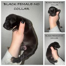 Girl 6 - Black female Great Dane puppy in Doylestown, Ohio from Dana's Danes