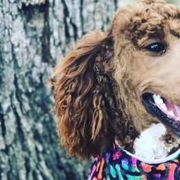 Goldendoodles and Poodles from Texoma Poodle Ranch
