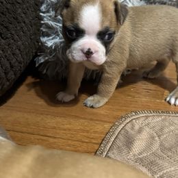Glinda - Seal brindle and white female Boston Terrier puppy in Wellington, Ohio from Twist of Faith Farms
