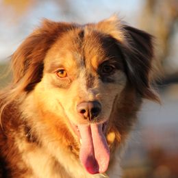 Entropy - Miniature American Shepherd