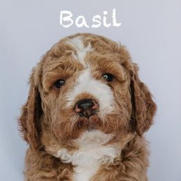 Goldendoodle Puppies from Lover Dover Doodles