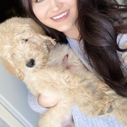 Goldendoodle Puppies from AZ Desert Doodles