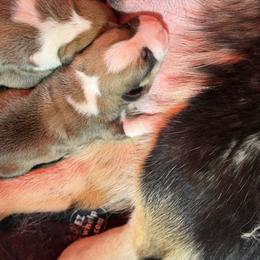 Boy 5 - Red male Pembroke Welsh Corgi puppy in Caliente, California from Rafter Cross 7