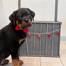 Rottweiler Puppies from Desert Sky