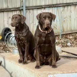 Labrador Retriever Puppies from Okiehuntinboyz Labrador Retrievers