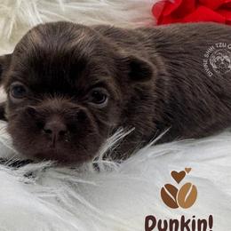 Shih Tzu puppies from Divine Shih Tzu of Fairland