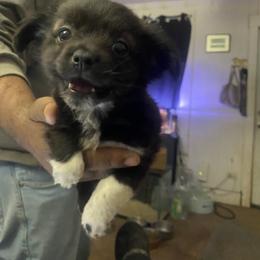 Chihuahua and Poodle Puppies from Garrett’s Chihuahuas and Poodles