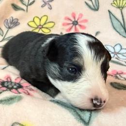 Raisin - Black tri female Miniature Australian Shepherd puppy in Ringgold, Louisiana from Barrett's Buddies