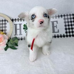 Peter Pan - Blue merle and white male Cardigan Welsh Corgi puppy in San Diego ,Ca, California from SoCal Native Corgis