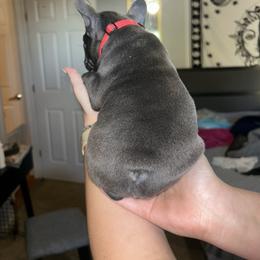 French Bulldog Puppies from Lewert’s puppies