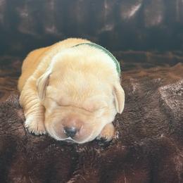 Girl 1 - Yellow female Labrador Retriever puppy in Beavercreek, Oregon from Sweetwater Spring Labradors