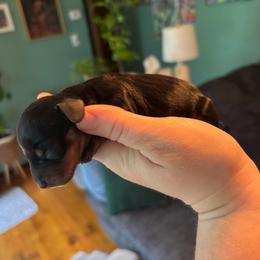 Pepper - Black and tan female Dachshund puppy in Jacksonville, North Carolina from Lizzie’s Doxies