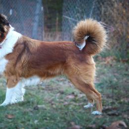 English Shepherd All Grown Up from Flashbar Farm English Shepherds