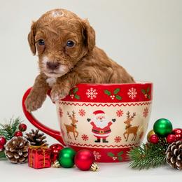 Poodle puppies from Miami Toy Poodles