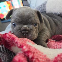 Jr - Blue male French Bulldog puppy in Sarasota, Florida from Kaitlyn Slone