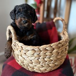 Boy 3 - Phantom male Goldendoodle puppy in Washington, Illinois from Lola Bear Goldendoodles