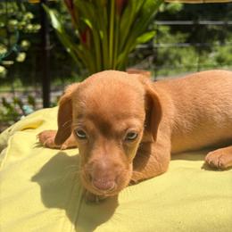 Lil KIM - Red female Dachshund puppy in Richwood, West Virginia from Wild and Wonderful Wieners