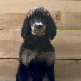 Chanterelle - Phantom male Poodle puppy in Arroyo Grande, California from Ever So Clever Poodles