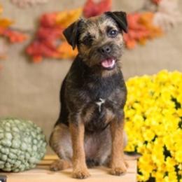 Border Terriers from Thistle Hill