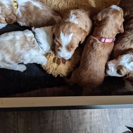 Australian Labradoodle Puppies from Springfield-Cash Labradoodles