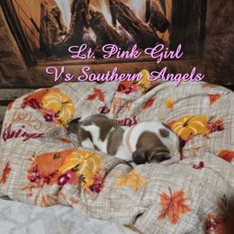 LT. PINK GIRL - Mahogany and white female Basset Hound puppy in Snow Camp, North Carolina from V's Southern Angels