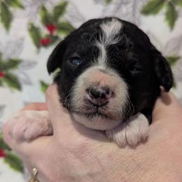 Helena - female Australian Mountain Doodle puppy in Placerville, California from Quartz Mountain Doodles