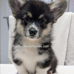 Ginger Tri - Black and tan male Pembroke Welsh Corgi puppy in Franklin, Indiana from 4 Sail Quarter Horses and Hounds