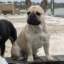 French Bulldogs from Rhythm Run Frenchies